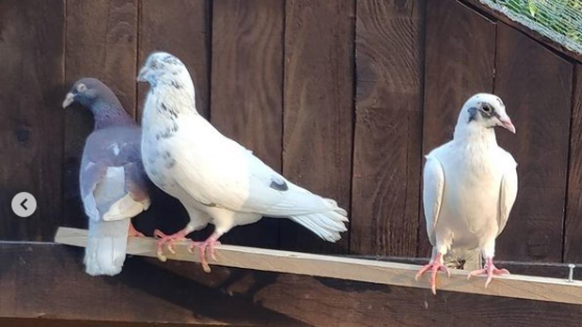 Hatay Dortyol Dortyol Portakal Cicegi Anaokulu