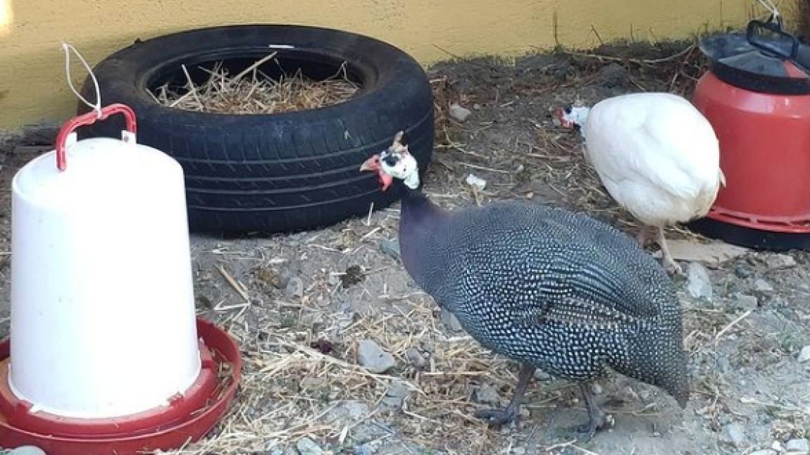 Hatay Dortyol Dortyol Portakal Cicegi Anaokulu